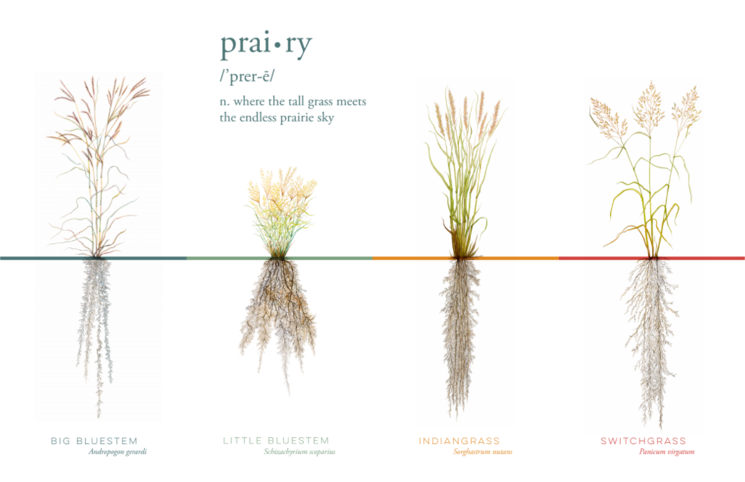 Big Four Grasses 17